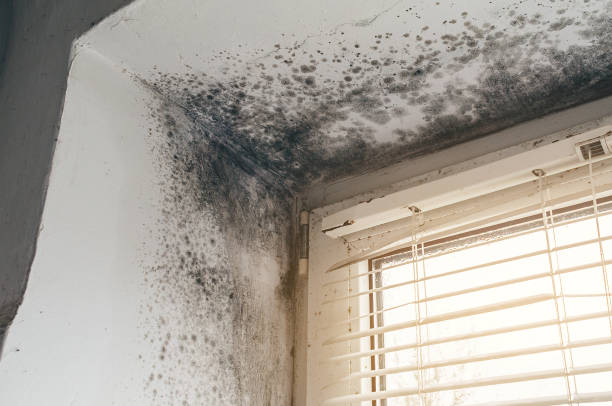 Trusted Black Mold Removal service in Bowie, MD - Cheap Mold Removal